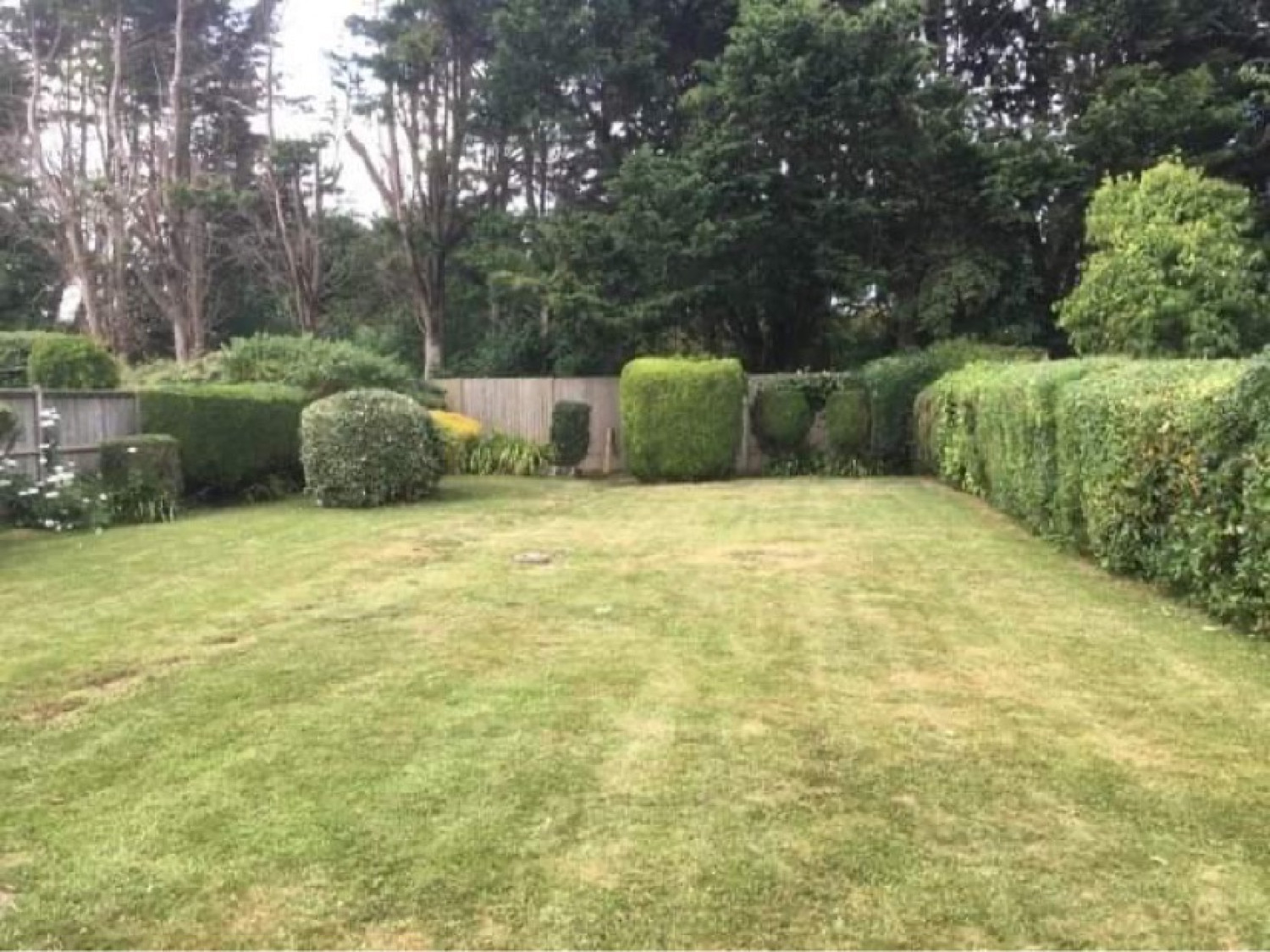 Hedges after trimming  - Before & After Photos -  LONG'S LAWNS